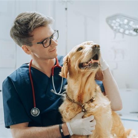 Veterinarian petting Dog